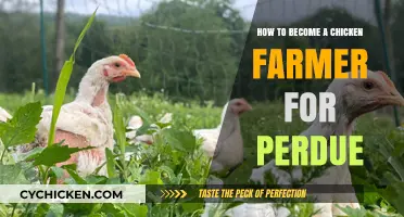 Starting Your Perdue Chicken Farm: Steps to Success