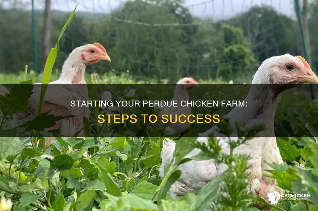 how to become a chicken farmer for perdue