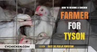 Partnering with Tyson: A Guide to Becoming a Chicken Farmer