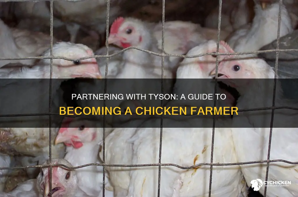 how to become a chicken farmer for tyson