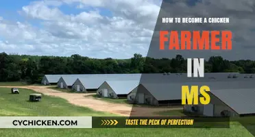 Chicken Farming in MS: Getting Started