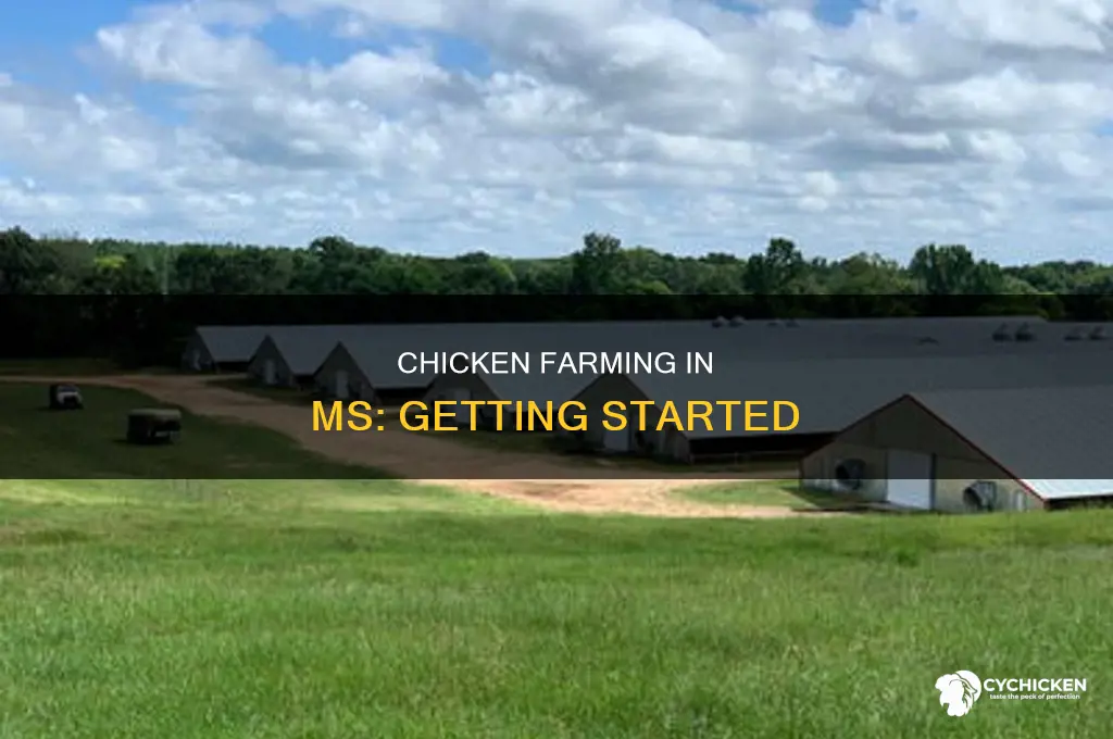how to become a chicken farmer in ms