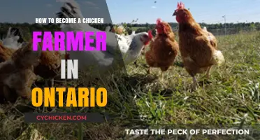 Chicken Farming in Ontario: Getting Started