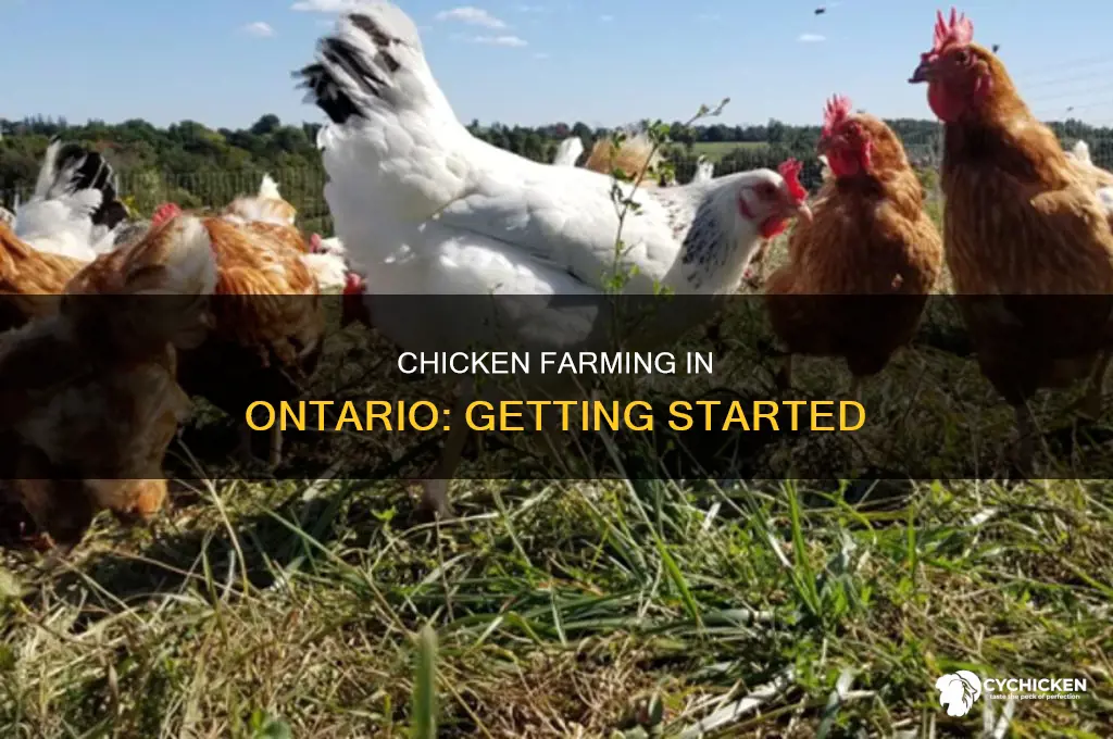 how to become a chicken farmer in ontario