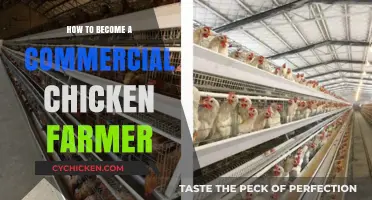 Start Your Flock: A Beginner's Guide to Commercial Chicken Farming
