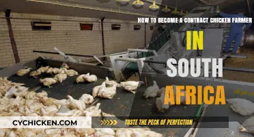 Contract Chicken Farming in South Africa: Getting Started
