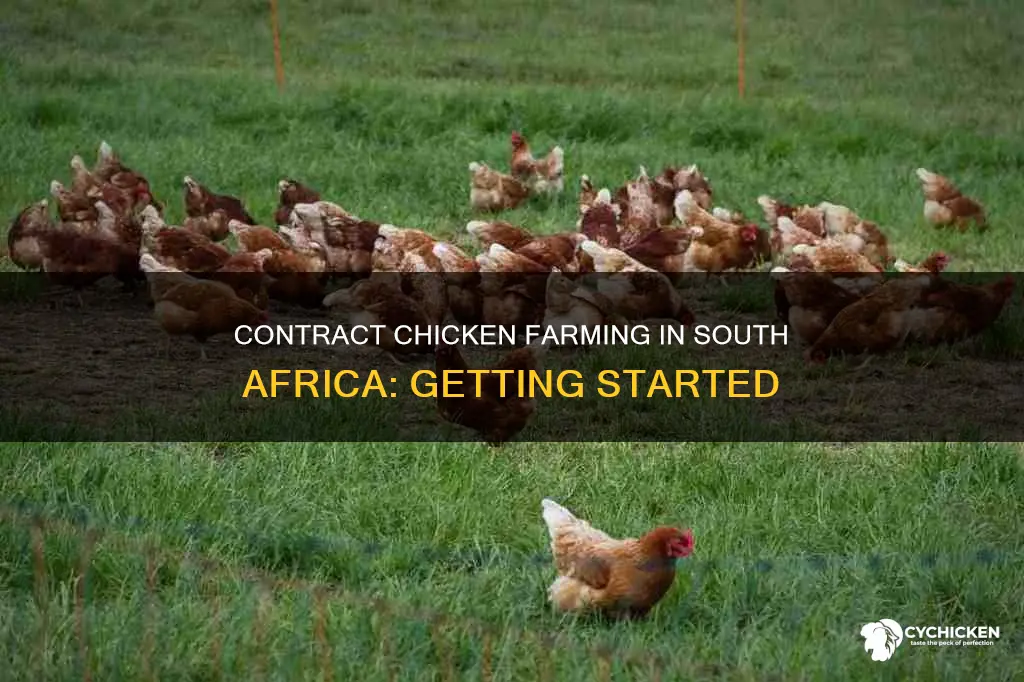 how to become a contract chicken farmer in south africa