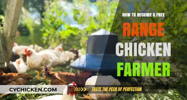 Free-Range Chicken Farming: Steps to Success
