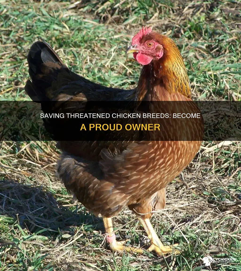 how to become a owner of a threatened chicken breed