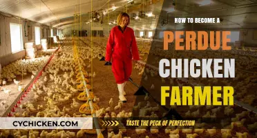 Steps to Becoming a Successful Perdue Chicken Farmer Today