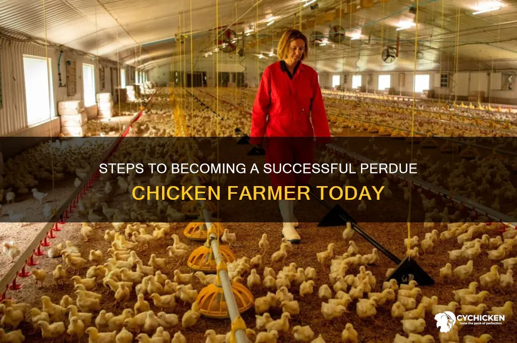how to become a perdue chicken farmer