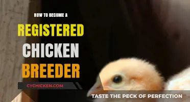 Mastering Poultry Breeding: Steps to Become a Registered Chicken Breeder