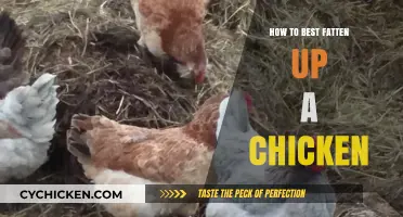 Effective Strategies for Fattening Chickens: A Guide to Healthy Weight Gain