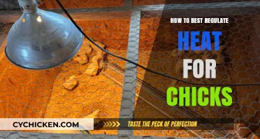 Optimal Brooding Tips: Mastering Heat Regulation for Healthy Chicks