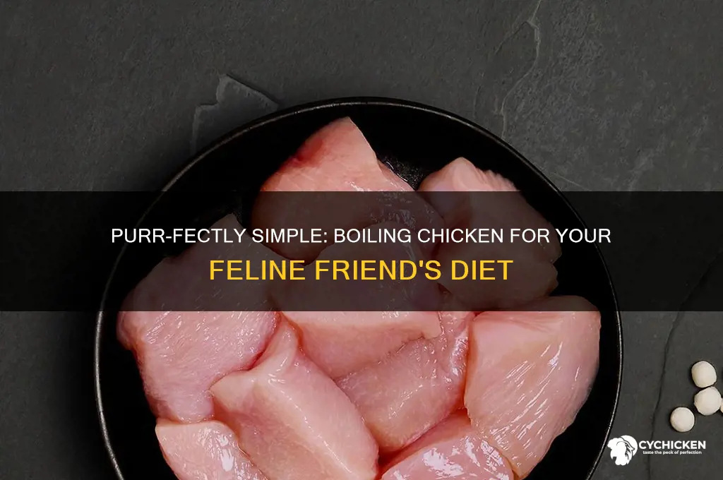 how to boil chicken for a cat