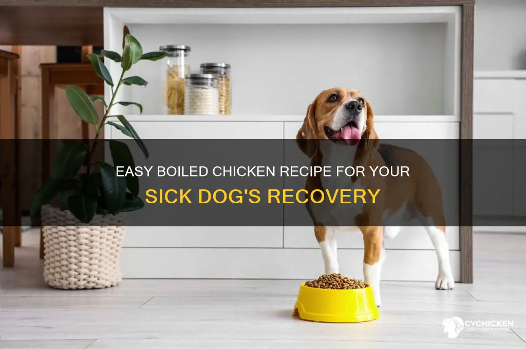 how to boil chicken for sick dog