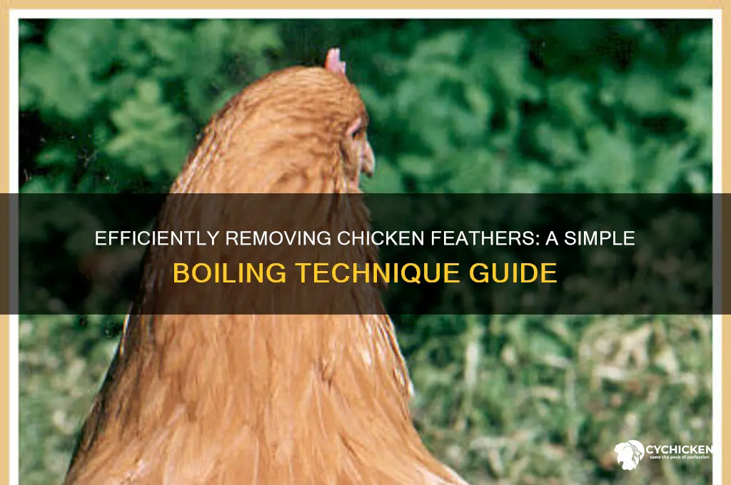 how to boil feathers off a chicken