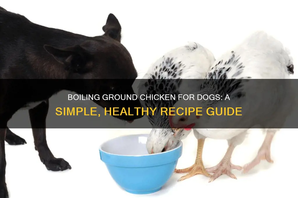 how to boil ground chicken for dog