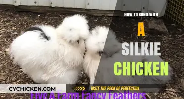Building Trust: Tips for Bonding with Your Silkie Chicken Companion