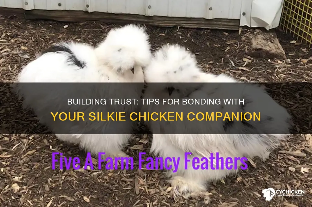how to bond with a silkie chicken