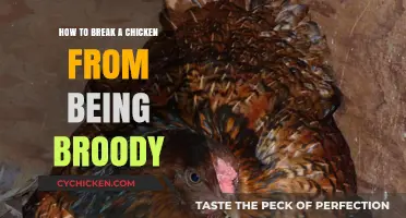 Breaking Broody: Tricks to Get Your Chicken Moving