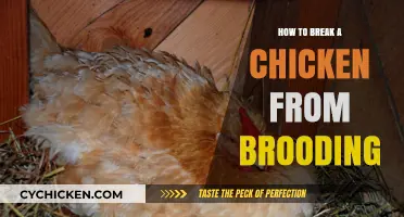 Effective Strategies to Stop Your Broody Hen and Restore Egg Production