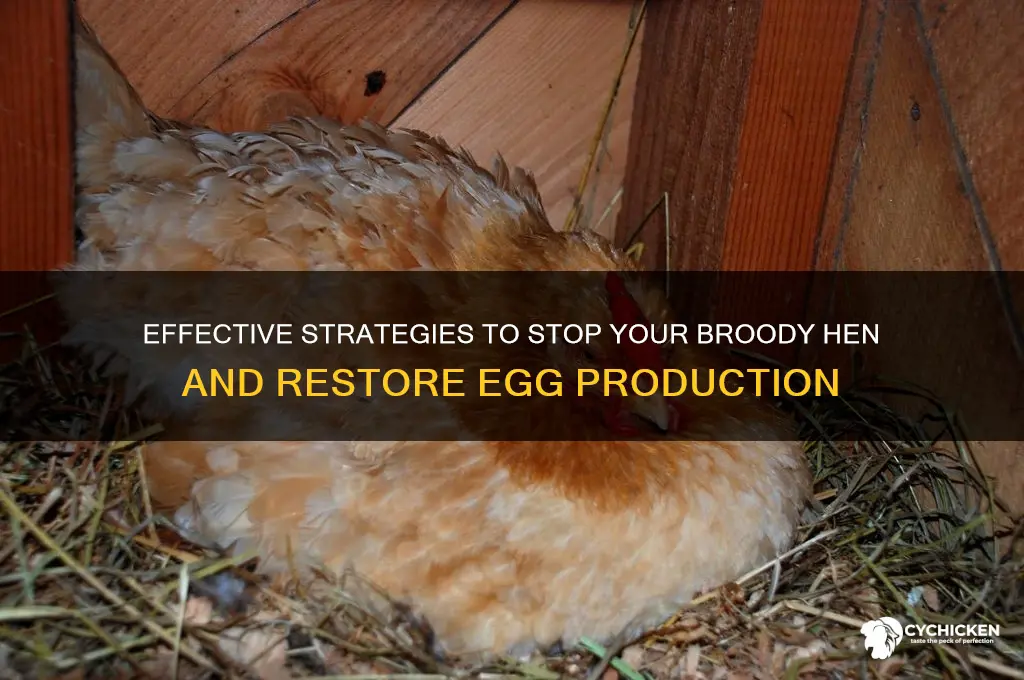 how to break a chicken from brooding