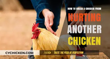 Stop Chickens Hurting Each Other: A Quick Guide