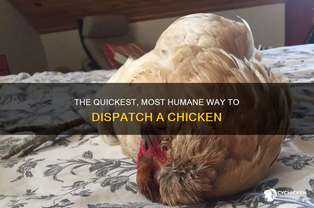 how to break a chicken