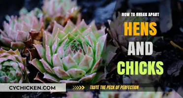 Mastering the Art of Dividing Hens and Chicks for Propagation