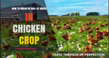 Breaking Up Grass Balls in Chicken Crops