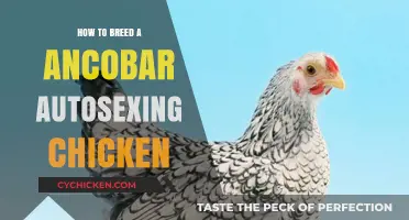 Breeding Ancobar Autosexing Chickens: A Step-by-Step Guide for Success