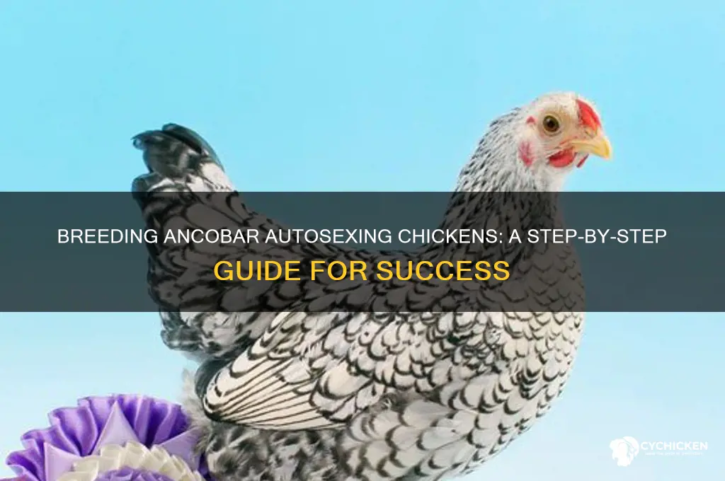how to breed a ancobar autosexing chicken
