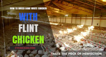 Breeding Bone White and Flint Chickens: A Guide