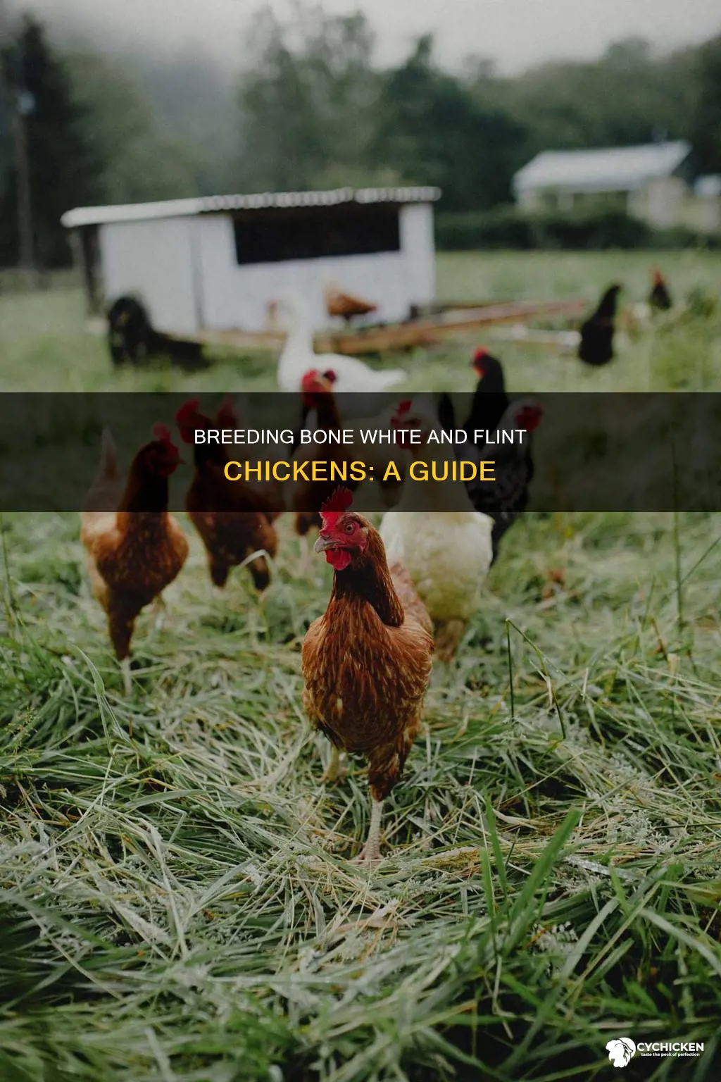 how to breed bone white chicken with flint chicken