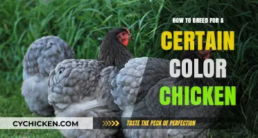 Breeding Chickens: Selecting for Specific Colors