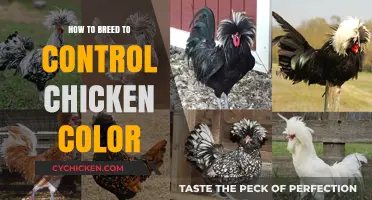 Mastering Chicken Breeding: Techniques to Control and Enhance Feather Colors