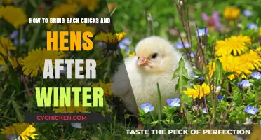 Spring Chickens: Reviving Your Flock Post-Winter