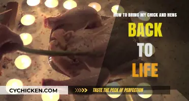 Reviving Chickens: Bringing Your Hens Back to Life