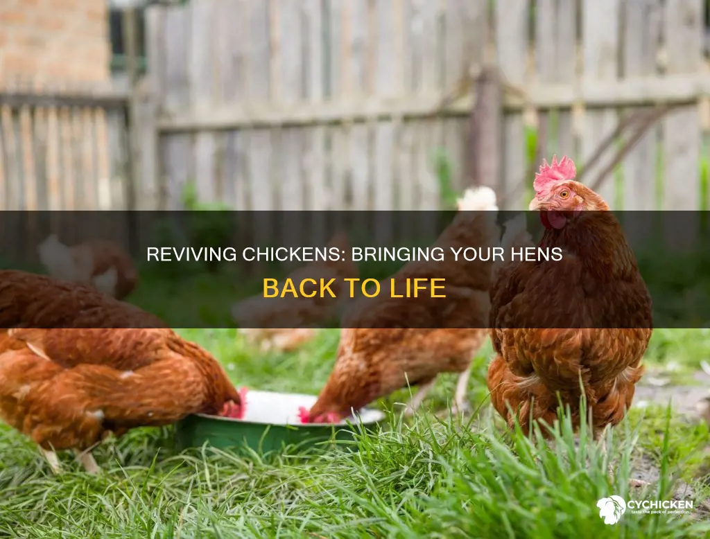 how to bring my chick and hens back to life