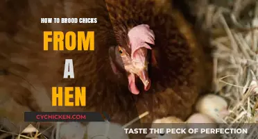 Brooding Chicks Naturally: A Hen's Guide to Raising Healthy Chicks