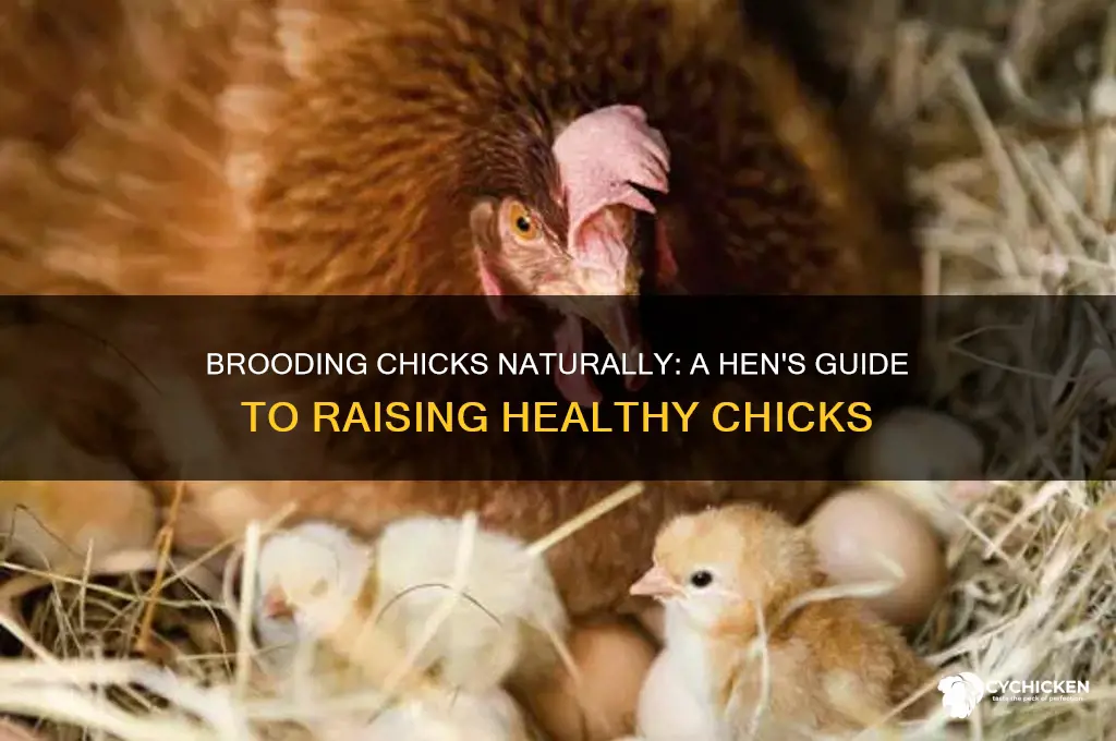 how to brood chicks from a hen
