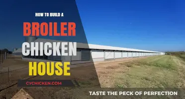 Step-by-Step Guide to Constructing an Efficient Broiler Chicken House
