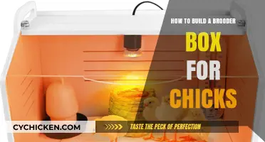 Constructing a Brooder Box: A Guide for Chick Care