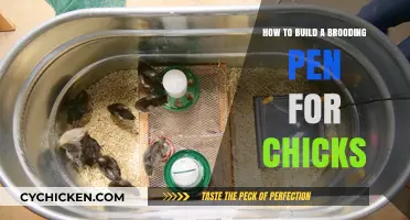 Constructing a Brooding Pen: A Guide for Your Chicks