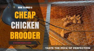 DIY Affordable Chicken Brooder Setup for Healthy Chicks