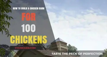 Constructing a Spacious Chicken Barn to House 100 Birds