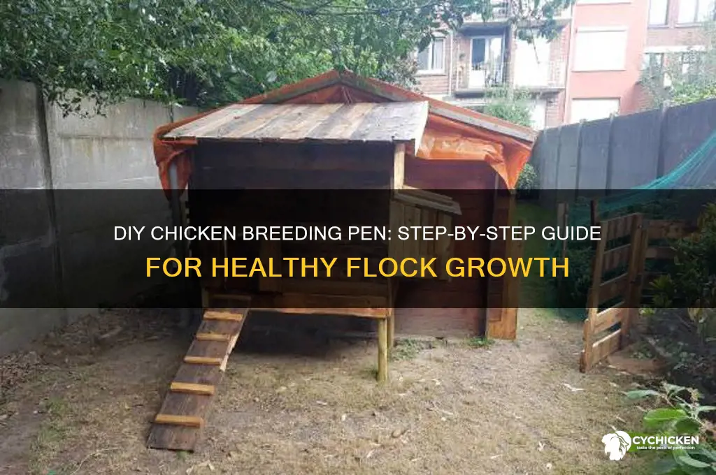how to build a chicken breeding pen