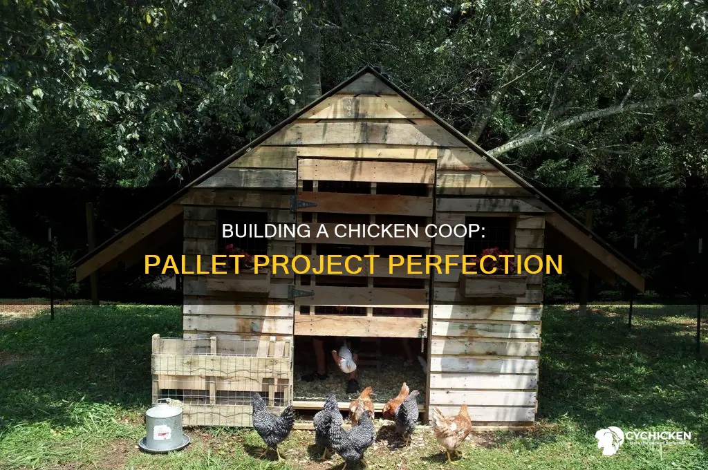 Building A Chicken Coop: Pallet Project Perfection | CyChicken