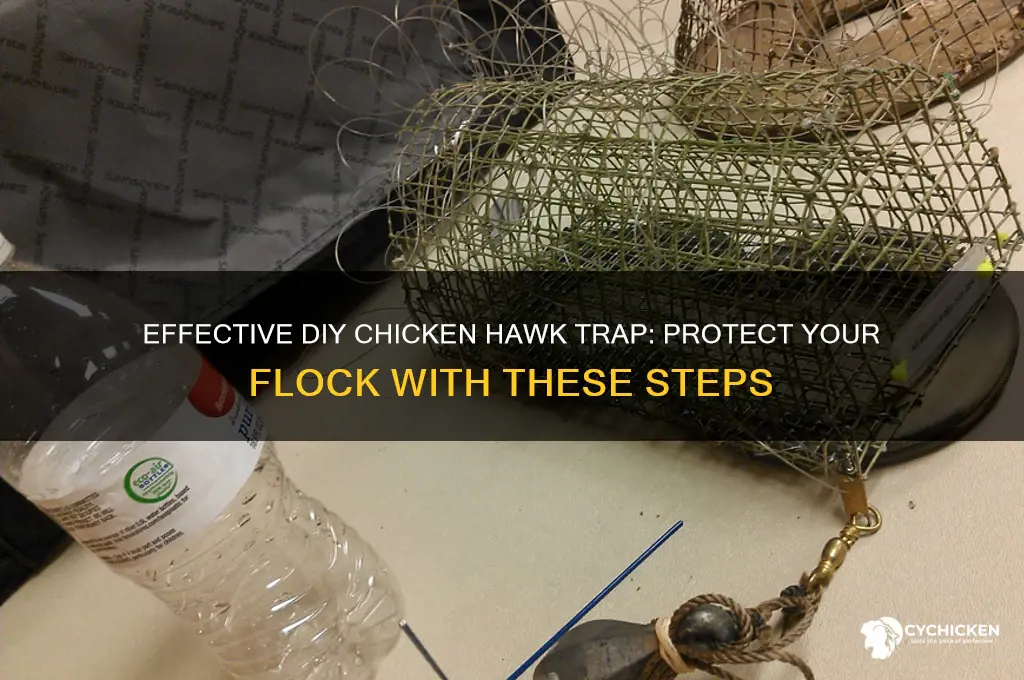 how to build a chicken hawk trap